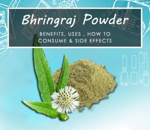 Fresh Bhringraj Extract Powder