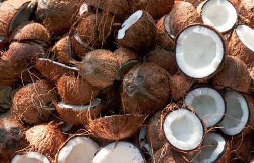 Semi Husk Fresh Coconuts