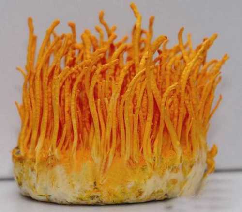 Natural Quality Cordyceps Militaris