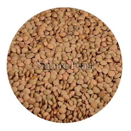 Healthy and Natural Brown Lentils