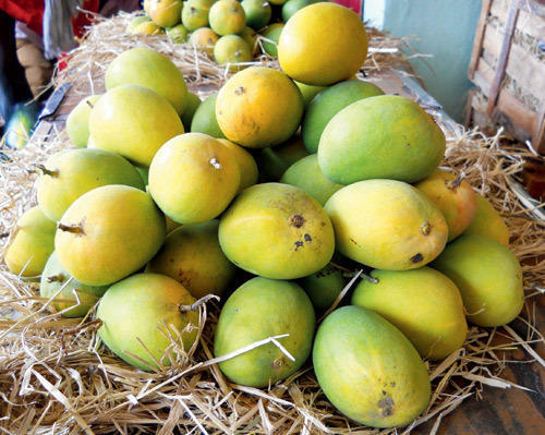 Yellow Indian Origin Fresh Mango