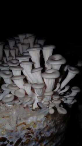  Fresh Oyster Mushroom 