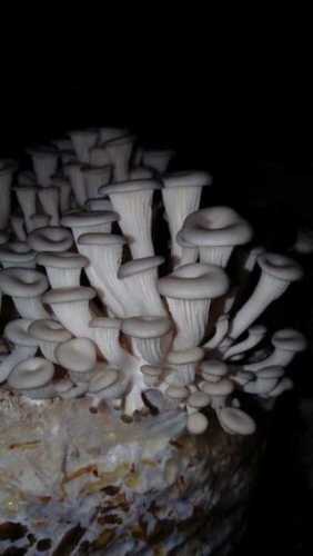 Light Brown Fresh Oyster Mushroom 