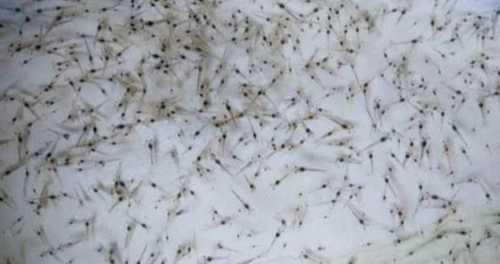 Vanamei Shrimp Seed And Tiger Prawn Seeds