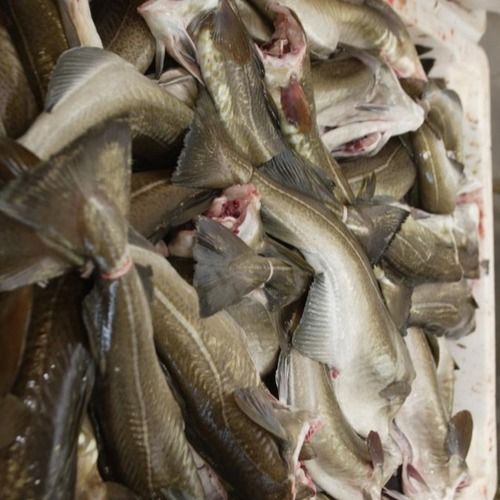 Dry Whole Cod Fish