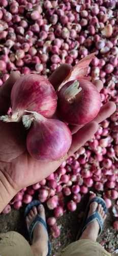 Indian Origin Red Onion