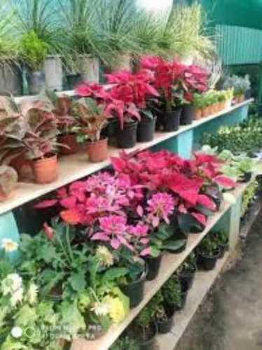 Freshness Home Plant Nursery