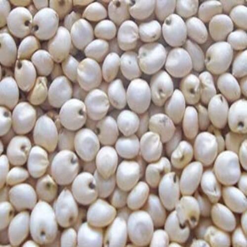 Healthy and Natural White Jowar Seeds