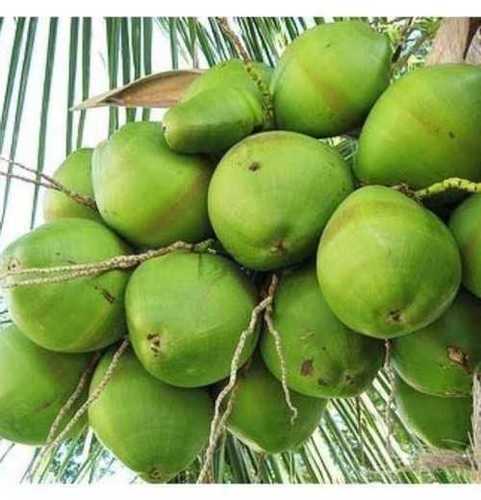 Hybrid (DeeJay) Green Coconut
