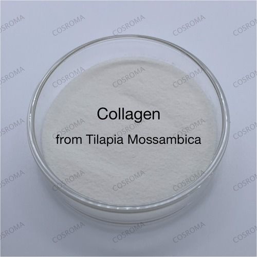 Tilapia Mossambioa (Collagen) Shelf Life: 2 Years