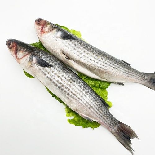 Top Quality Frozen Mullet Fish Packaging: Bulk