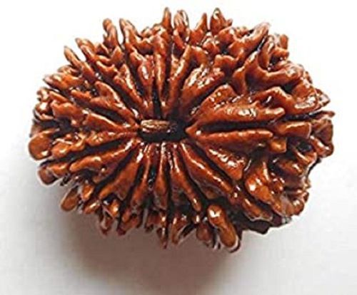 Round Lab Certified 18 Mukhi Indian Rudraksha