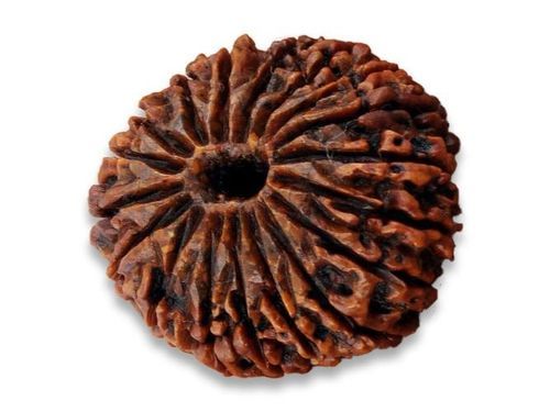 Round Lab Certified 18 Mukhi Indian Rudraksha