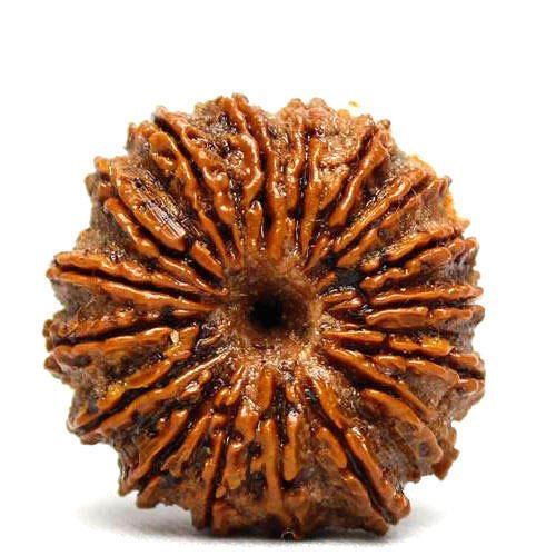 Round Lab Certified 18 Mukhi Indian Rudraksha