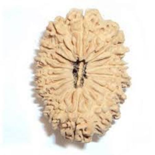 Round Lab Certified 18 Mukhi Indian Rudraksha