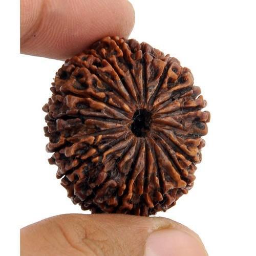 Round Lab Certified 18 Mukhi Indian Rudraksha