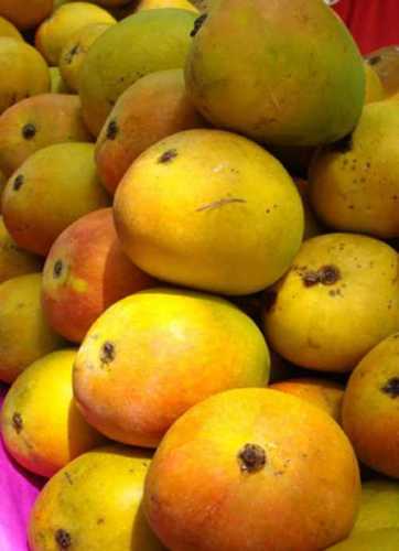 Golden Yellow Alphanso Mangoes