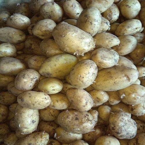 Healthy and Natural Fresh Jyoti Potato