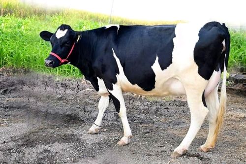 HF Cow for Dairy Use