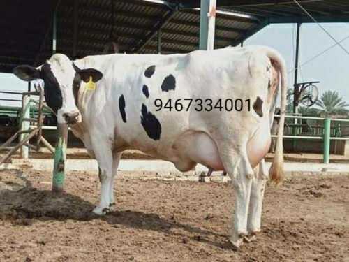 Holstein Friesian Cattle Cow