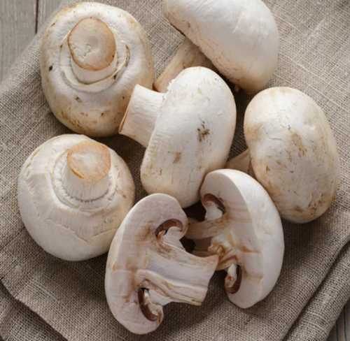 White Natural Style Fresh Mushroom