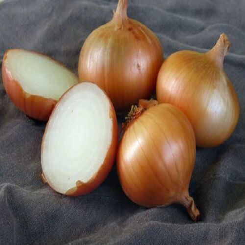 Fresh Organic Sweet Onions - Food Grade 2% Magnesium 5% Vitamin B-6 | Natural Taste Non Harmful Packed in Jute and Plastic Bags Ideal for Cooking and Human Consumption