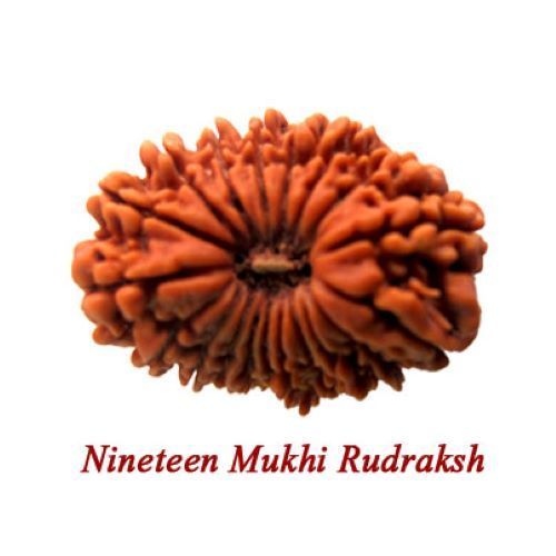 Round Lab Certified Indian 19 Mukhi Rudraksha