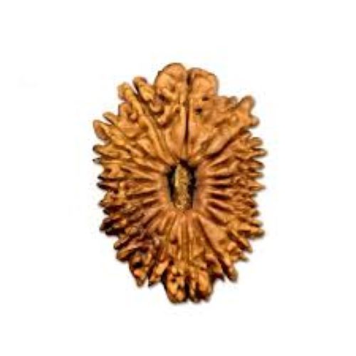 Round Lab Certified Indian 19 Mukhi Rudraksha