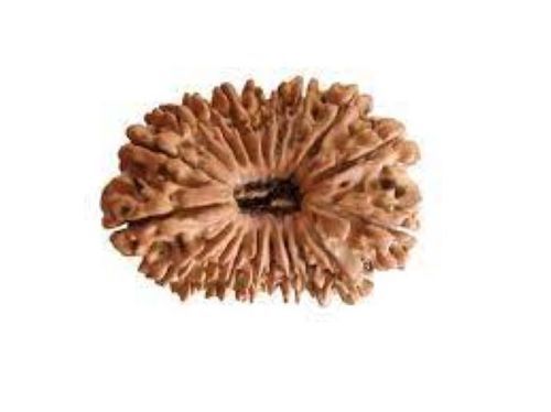 Lab Certified Indian 19 Mukhi Rudraksha