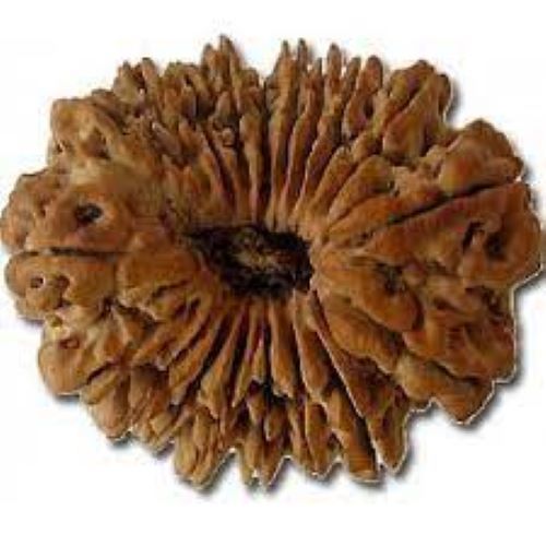 Round Lab Certified Indian 19 Mukhi Rudraksha