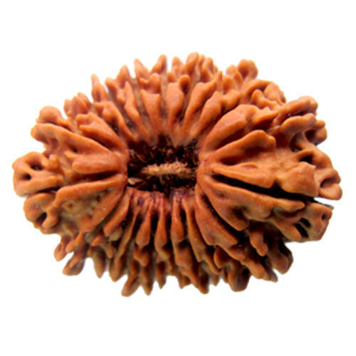 Round Lab Certified Indian 19 Mukhi Rudraksha