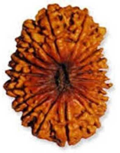 19 Mukhi Rudraksha - 100% Genuine Natural Rudraksha, Religious Round Shape | Enhances Intelligence, Wealth, Positive Attitude, Inner Peace