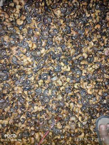 Natural Cashew Nut Shells