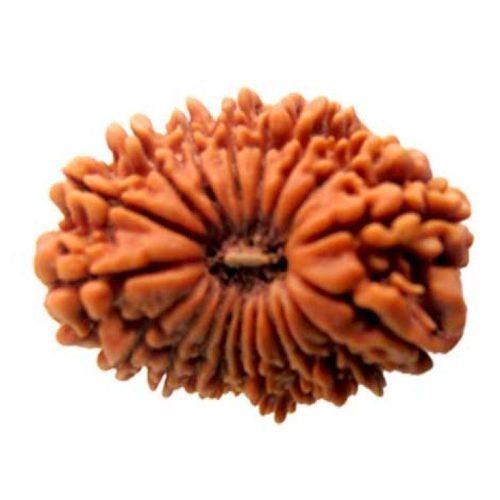 Round Original Powerful Exclusive Highly Beneficial 20 (Bees) Mukhi Rudraksha