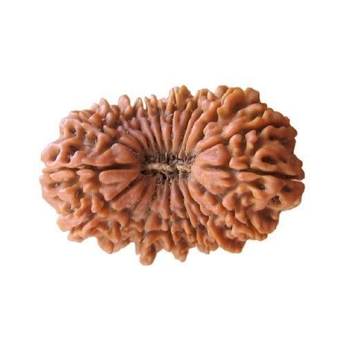 Twenty Mukhi Rudraksha - Lab Certified Nepal Rudraksha , Original Quality Bead for Spiritual Knowledge and Meditation