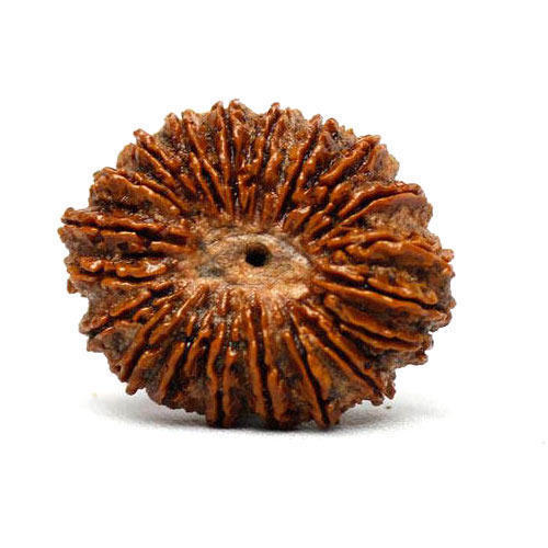 Twenty Mukhi Rudraksha - Lab Certified Nepal Rudraksha, Round Shape, Best Quality | Blessing of Lord Brahma, Enhances Knowledge and Visual Power, Perfect for Meditation and Spiritual Growth