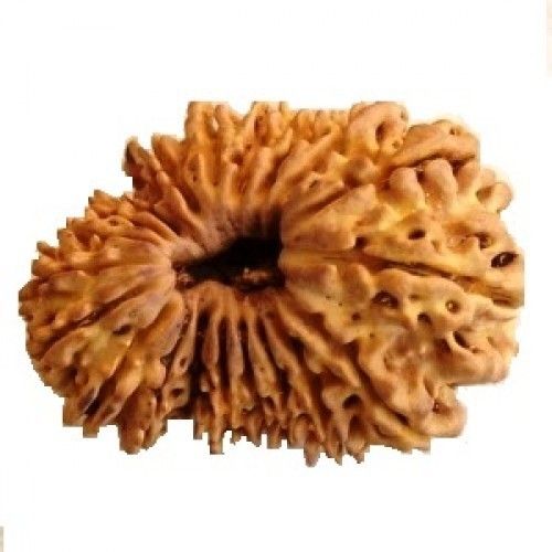 Round Original Powerful Exclusive Highly Beneficial 20 (Bees) Mukhi Rudraksha