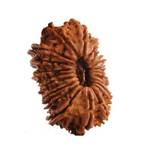 Original Powerful Exclusive Highly Beneficial 20 (Bees) Mukhi Rudraksha