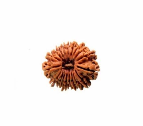 Original Powerful Exclusive Highly Beneficial 20 (Bees) Mukhi Rudraksha