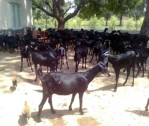 Goat Farming Service By Goat Farm