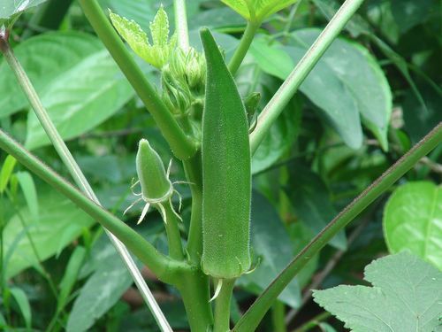 Organic Farm Fresh Okra