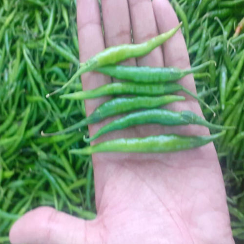 Healthy and Natural Fresh Green Chilli