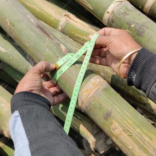 Assam Bamboos For Construction