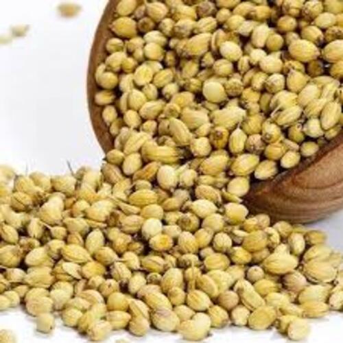 Green Healthy And Natural Coriander Seeds