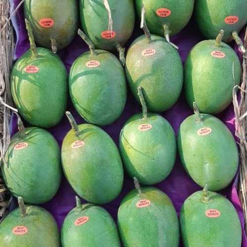 Green Naturally Grown 100% Fresh And Healthy Ratnagiri Hapus Mango