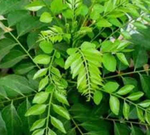 Green Fresh Quality Curry Leaves