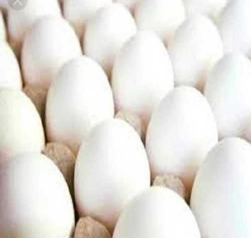 Fresh White Egg