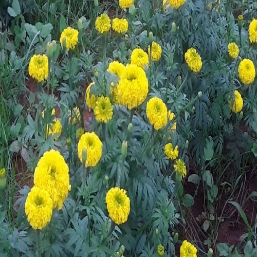 Healthy and Natural Marigold Flower
