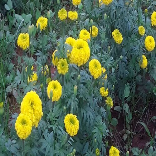 Yellow Healthy And Natural Marigold Flower