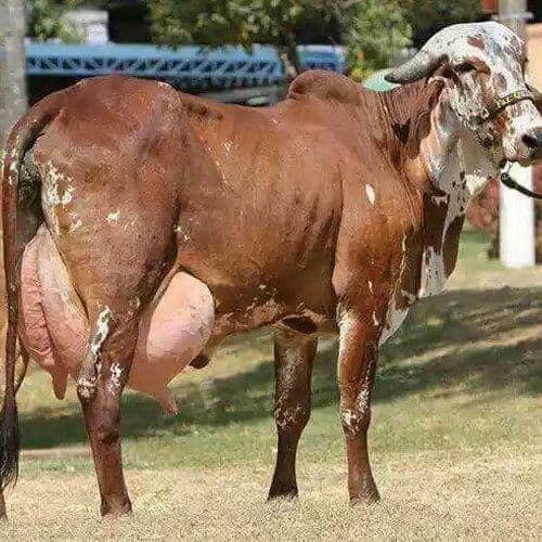 Brown Color Gir Cow